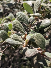 Cercocarpus traskiae