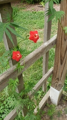 Ipomoea × multifida