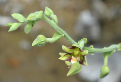 Epipactis veratrifolia