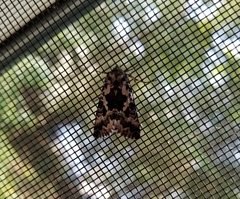 Syngrapha rectangula