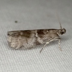 Actrix nyssaecolella