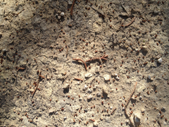 Choristoneura houstonana