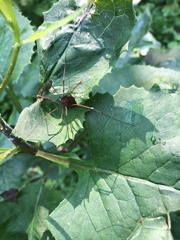 Leiobunum ventricosum