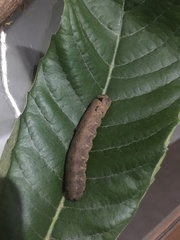 Spodoptera dolichos