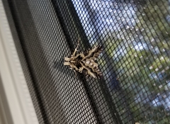 Syngrapha rectangula