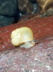 Fruticicola fruticum
