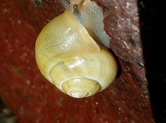 Fruticicola fruticum