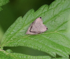 Olethreutes exoletum