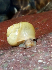Fruticicola fruticum