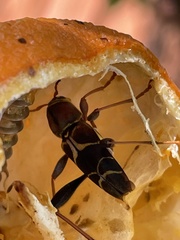 Neoclytus mucronatus