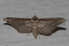 Picrostomastis inductalis