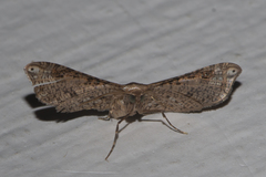 Picrostomastis inductalis