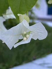 Bougainvillea spectabilis