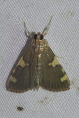 Rehimena phrynealis