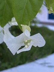 Bougainvillea spectabilis