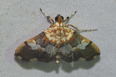 Aetholix flavibasalis