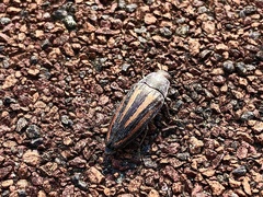 Buprestis lineata