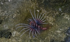 Pterois radiata