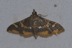 Prophantis adusta