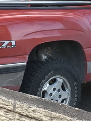 Sciurus carolinensis