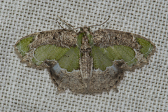 Eucyclodes discipennata