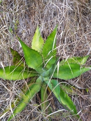 Agave bovicornuta