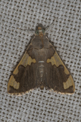 Rehimena phrynealis