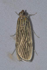 Tyspanodes linealis