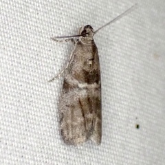 Actrix nyssaecolella
