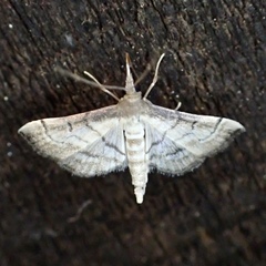 Marasmia cochrusalis