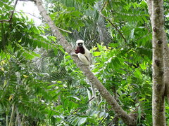 Propithecus coquereli