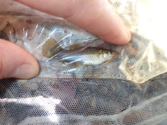 Poecilia mexicana