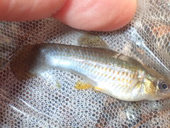 Poecilia mexicana