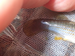 Poecilia mexicana