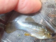Poecilia mexicana