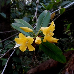 Rhododendron sessilifolium
