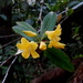 Rhododendron sessilifolium - Photo (c) Yusran E. Ritonga, algunos derechos reservados (CC BY-NC), subido por Yusran E. Ritonga