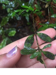Coprosma colensoi