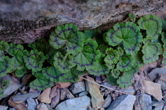 Pelargonium articulatum