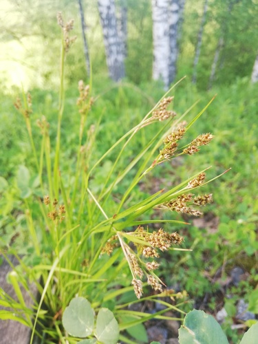 Luzula pallidula iNat (3)