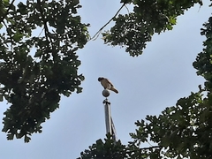 Buteo jamaicensis