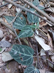 Mikania hemisphaerica