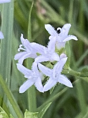Stenaria nigricans