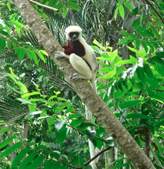 Propithecus coquereli