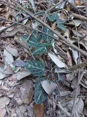 Mikania hemisphaerica