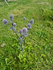 Eryngium planum