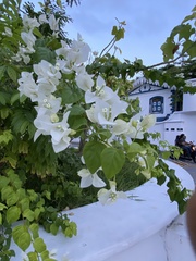 Bougainvillea spectabilis
