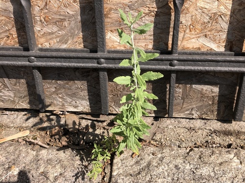 Salvia yangii