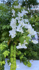 Bougainvillea spectabilis