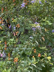 Duranta erecta